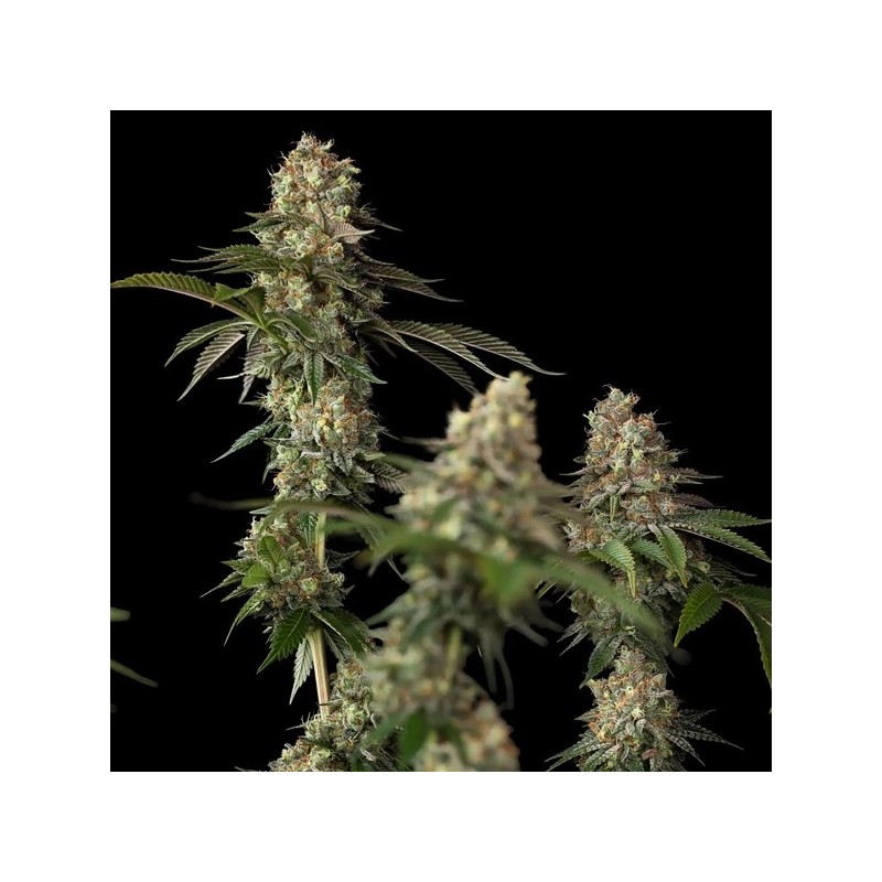 Royal THCV semi cannabis Royal Queen Seeds