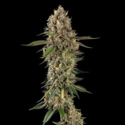 Royal THCV semi cannabis Royal Queen Seeds