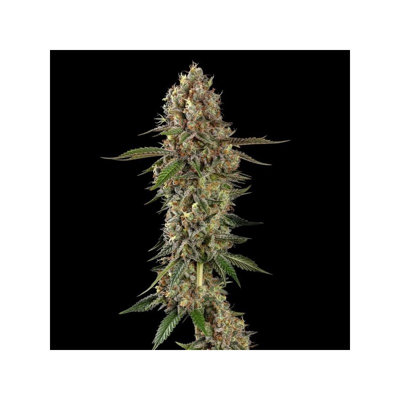 Royal THCV semi cannabis Royal Queen Seeds
