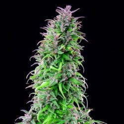 Royal THCV semi cannabis Royal Queen Seeds
