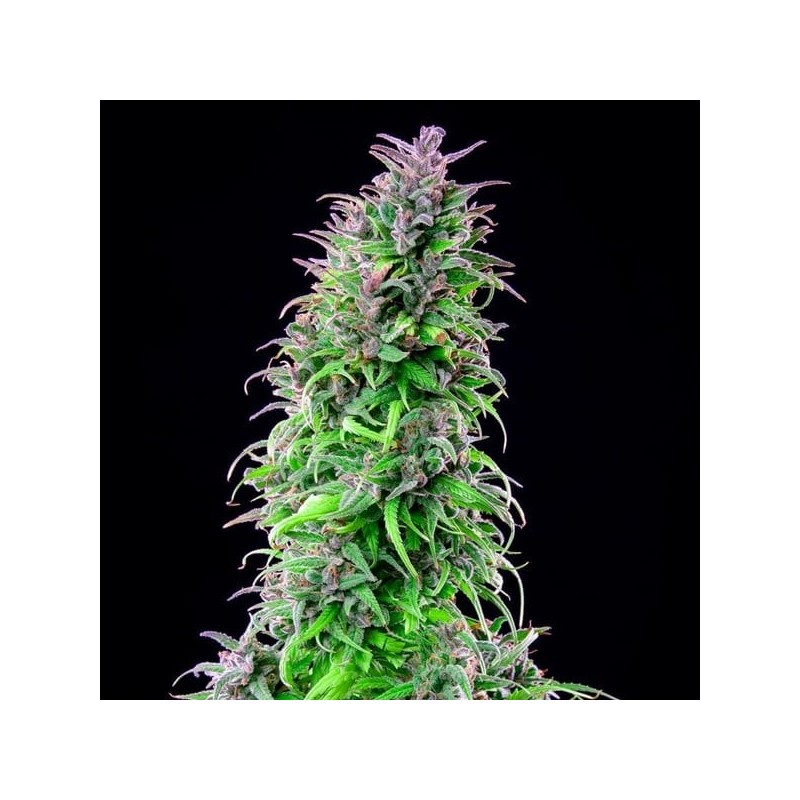 Royal THCV semi cannabis Royal Queen Seeds