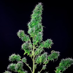 Royal THCV semi cannabis Royal Queen Seeds