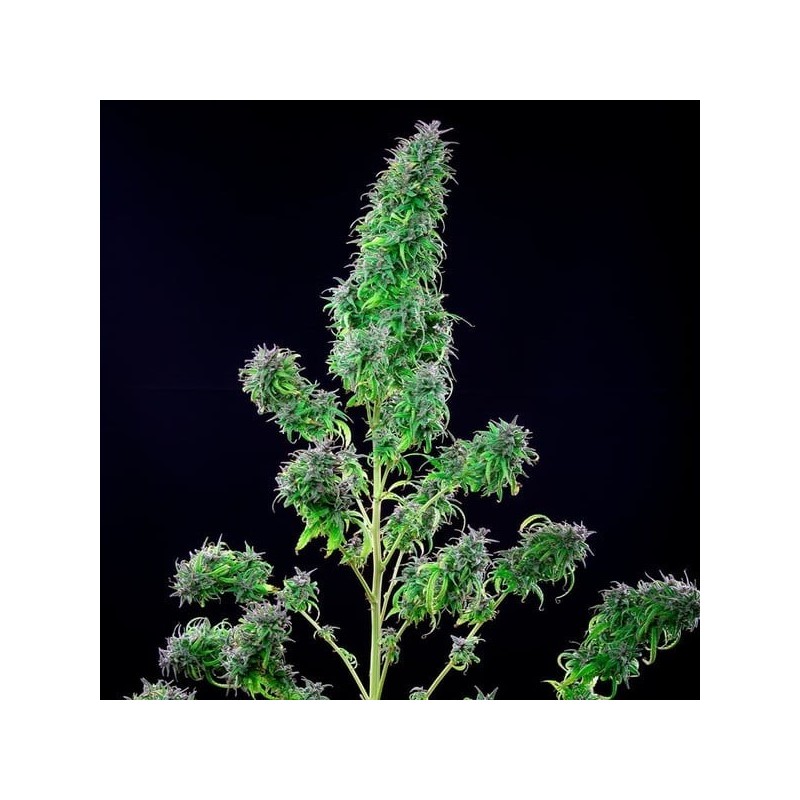 Royal THCV semi cannabis Royal Queen Seeds