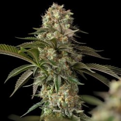 Royal THCV semi cannabis Royal Queen Seeds