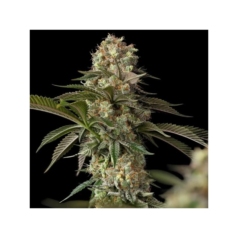 Royal THCV semi cannabis Royal Queen Seeds