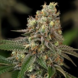 Royal THCV semi cannabis Royal Queen Seeds