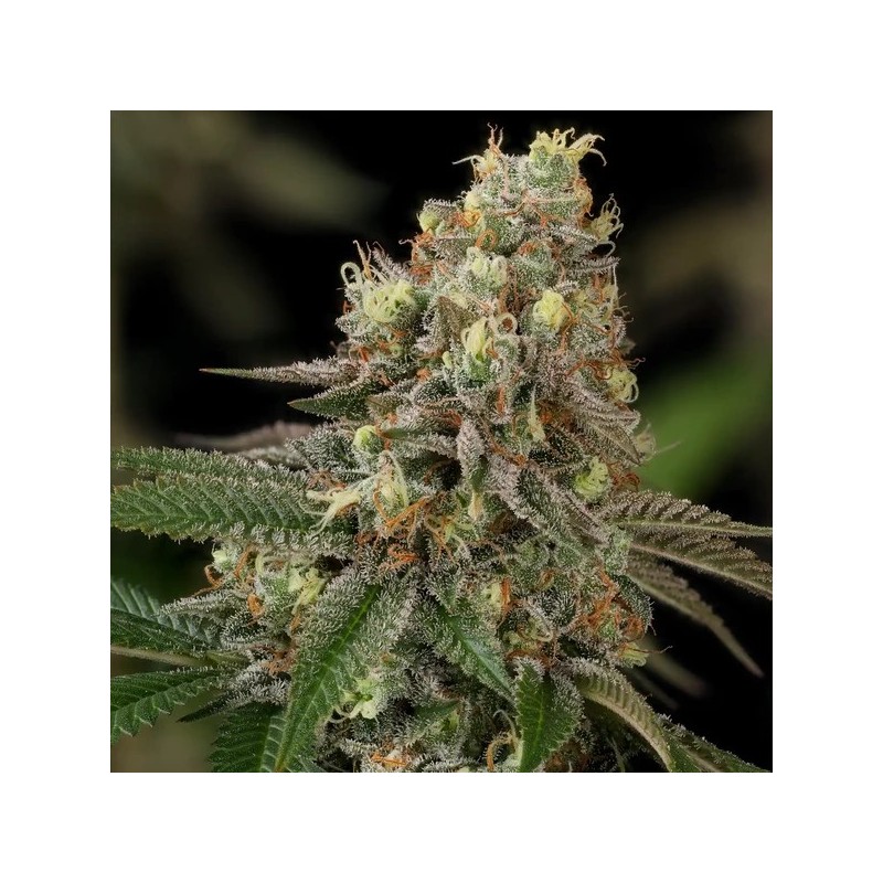 Royal THCV semi cannabis Royal Queen Seeds