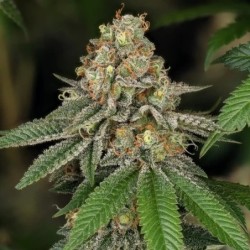 Royal THCV semi cannabis Royal Queen Seeds