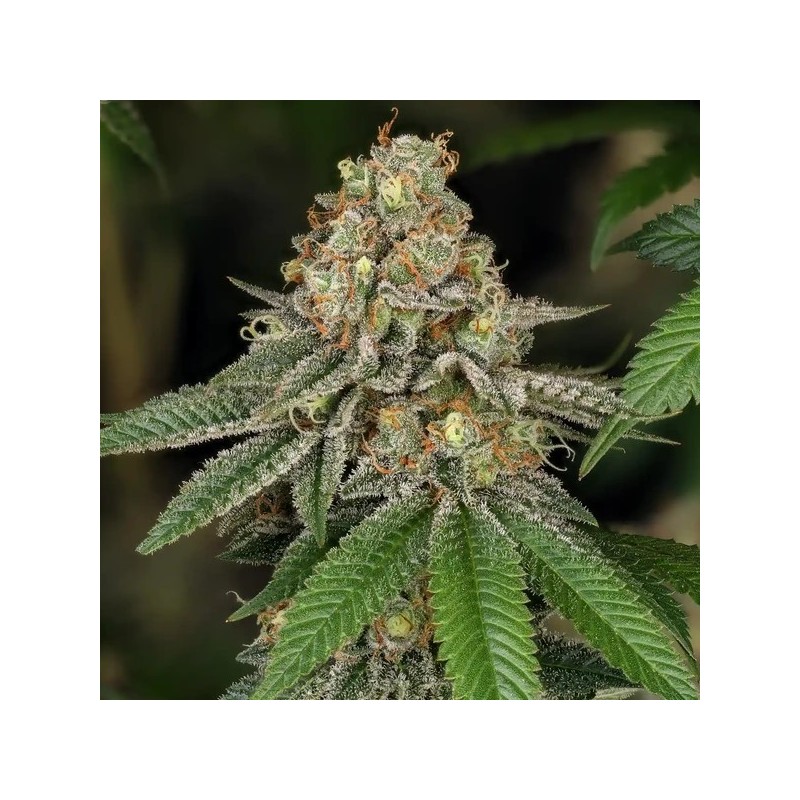 Royal THCV semi cannabis Royal Queen Seeds