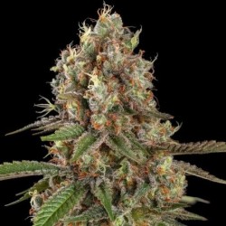 Royal THCV semi cannabis Royal Queen Seeds