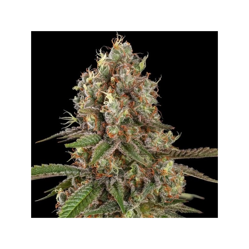 Royal THCV semi cannabis Royal Queen Seeds