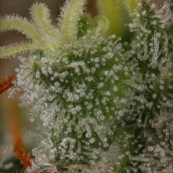 Royal THCV semi cannabis Royal Queen Seeds