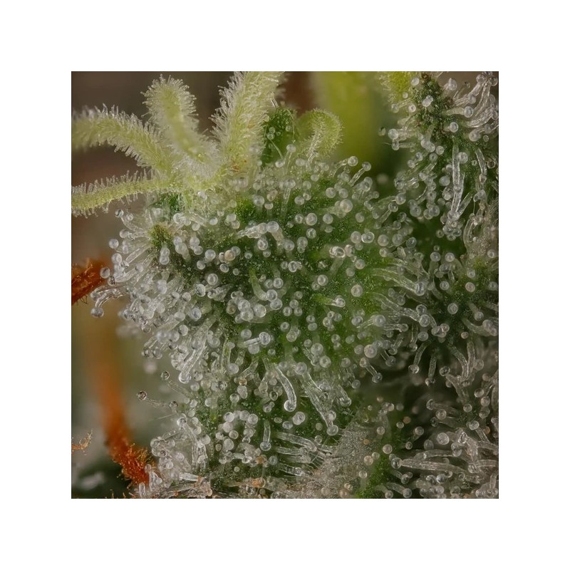 Royal THCV semi cannabis Royal Queen Seeds