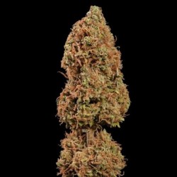 Royal THCV semi cannabis Royal Queen Seeds