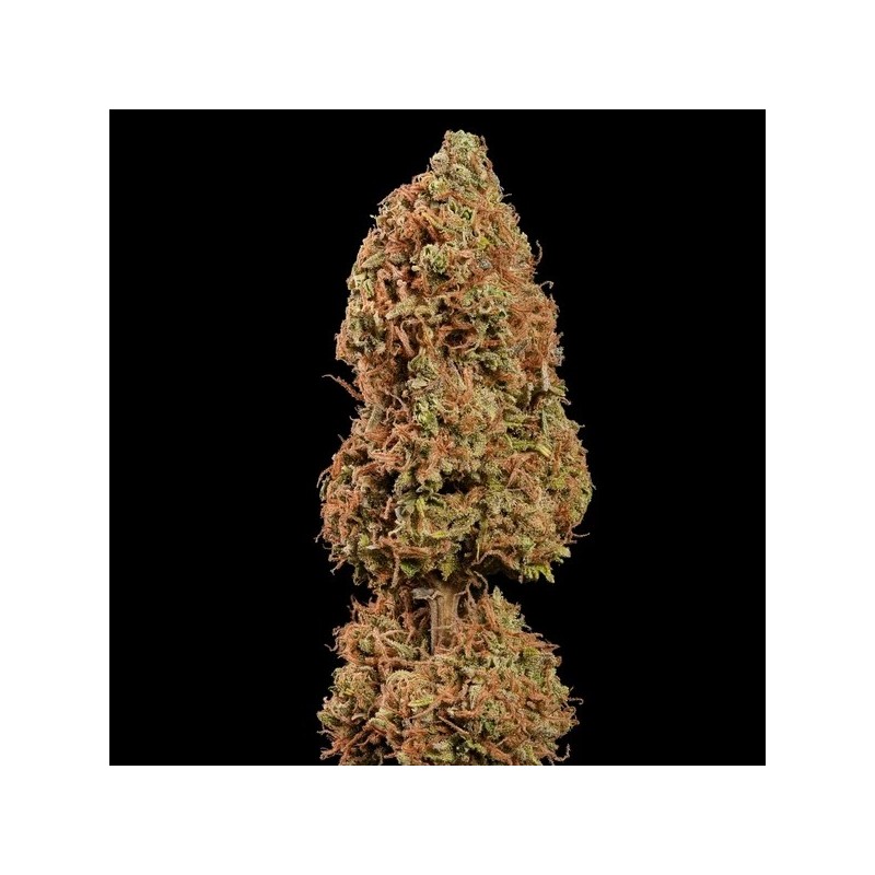 Royal THCV semi cannabis Royal Queen Seeds