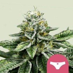 Sherbet Queen semi cannabis Royal Queen Seeds