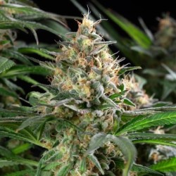Sherbet Queen semi cannabis Royal Queen Seeds