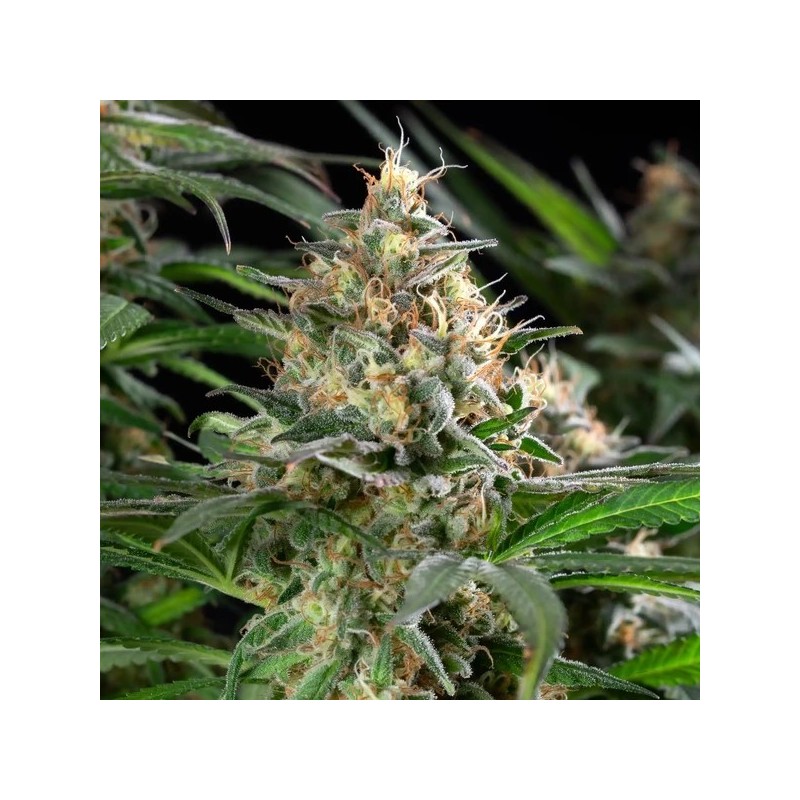 Sherbet Queen semi cannabis Royal Queen Seeds