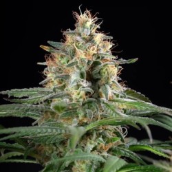 Sherbet Queen semi cannabis Royal Queen Seeds