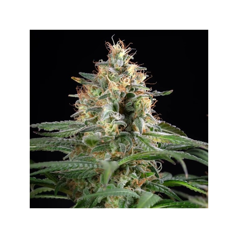 Sherbet Queen semi cannabis Royal Queen Seeds