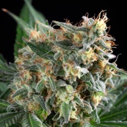 Sherbet Queen semi cannabis Royal Queen Seeds