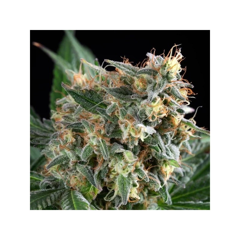 Sherbet Queen semi cannabis Royal Queen Seeds