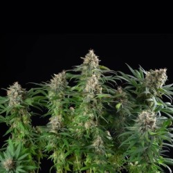 Sherbet Queen semi cannabis Royal Queen Seeds