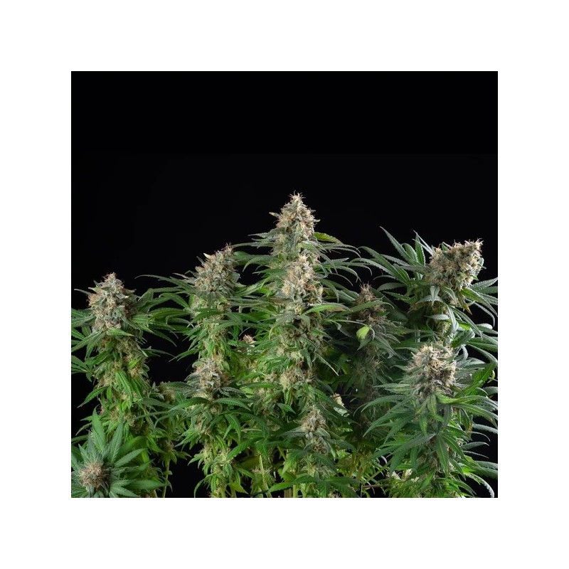 Sherbet Queen semi cannabis Royal Queen Seeds