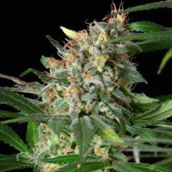 Sherbet Queen semi cannabis Royal Queen Seeds