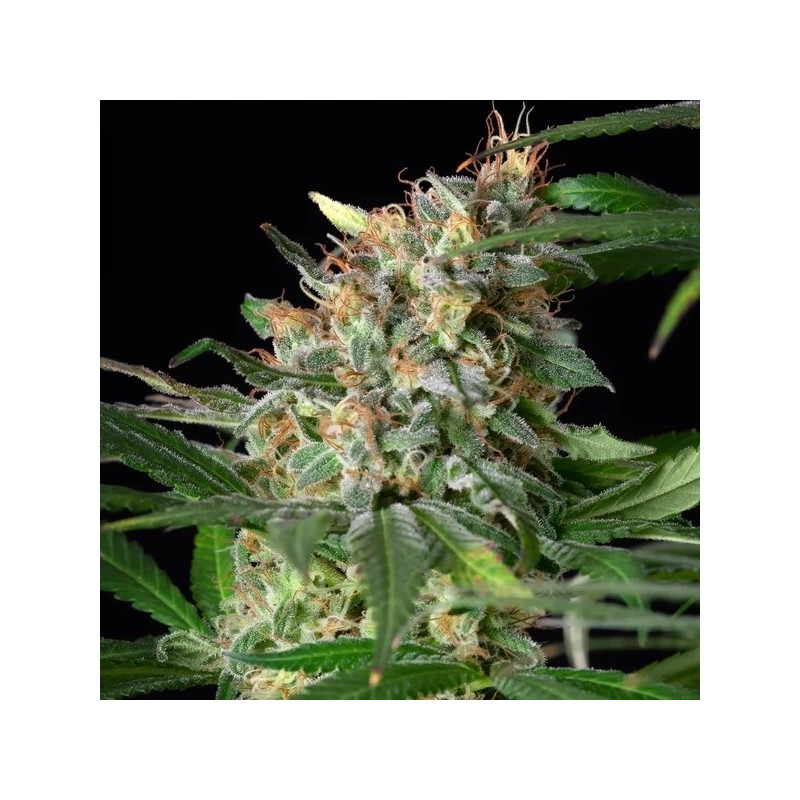 Sherbet Queen semi cannabis Royal Queen Seeds