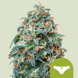 Sherbet Queen Auto semi cannabis Royal Queen Seeds