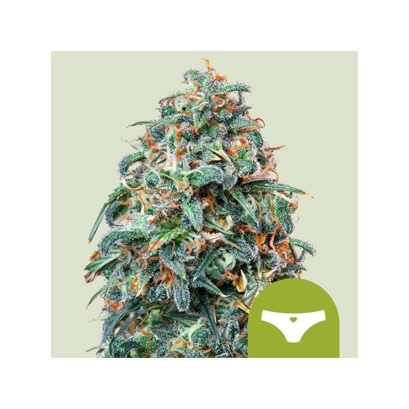 Sherbet Queen Auto semi cannabis Royal Queen Seeds