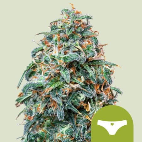 Sherbet Queen Auto semi cannabis Royal Queen Seeds