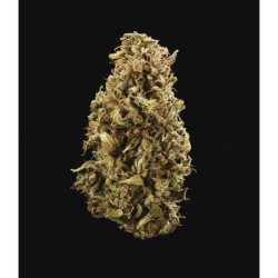 Sherbet Queen Auto semi cannabis Royal Queen Seeds