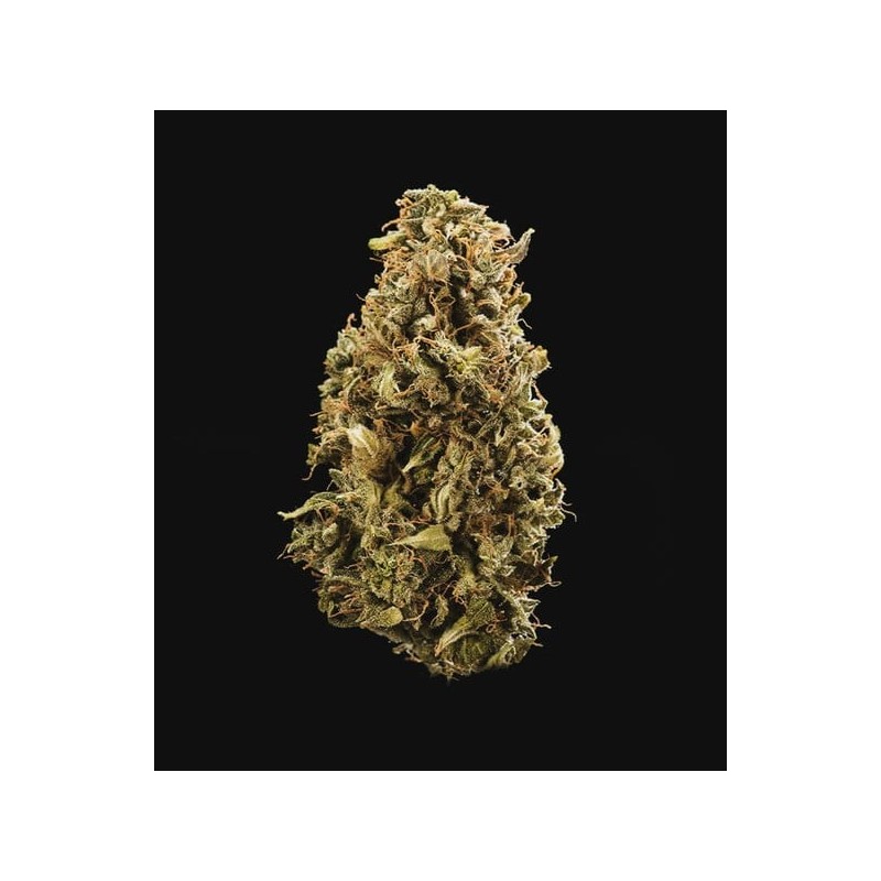 Sherbet Queen Auto semi cannabis Royal Queen Seeds
