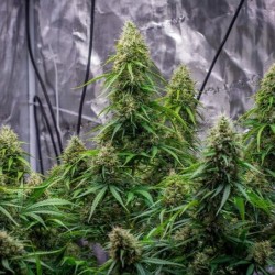 Sherbet Queen Auto semi cannabis Royal Queen Seeds
