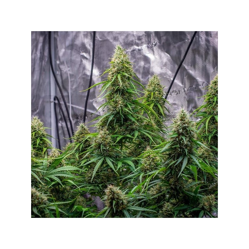 Sherbet Queen Auto semi cannabis Royal Queen Seeds