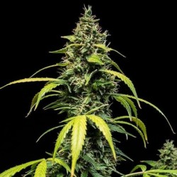 Sherbet Queen Auto semi cannabis Royal Queen Seeds