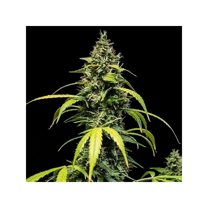 Sherbet Queen Auto semi cannabis Royal Queen Seeds