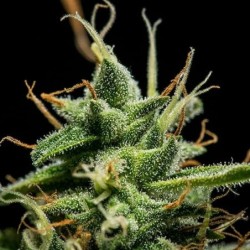 Sherbet Queen Auto semi cannabis Royal Queen Seeds