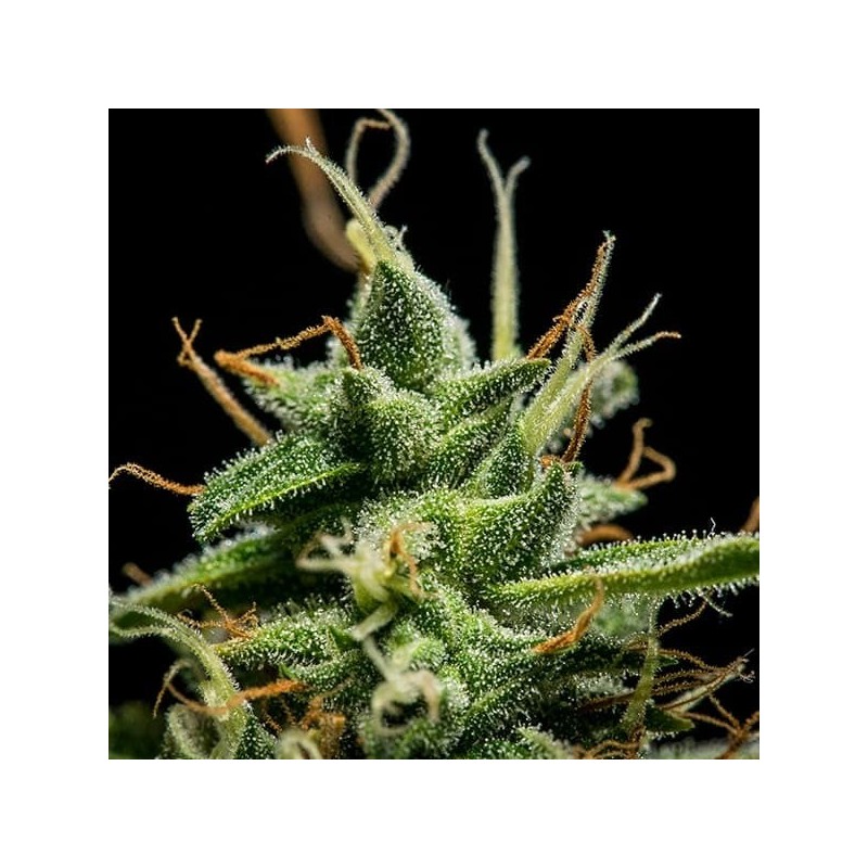 Sherbet Queen Auto semi cannabis Royal Queen Seeds