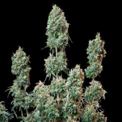 Sherbet Queen Auto semi cannabis Royal Queen Seeds