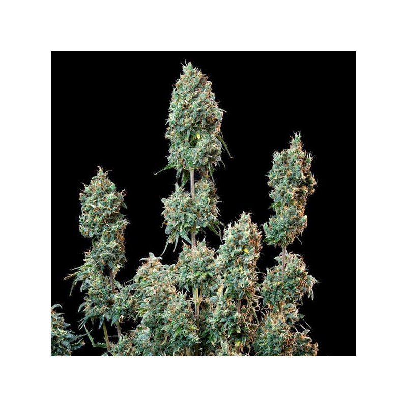 Sherbet Queen Auto semi cannabis Royal Queen Seeds