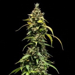 Sherbet Queen Auto semi cannabis Royal Queen Seeds