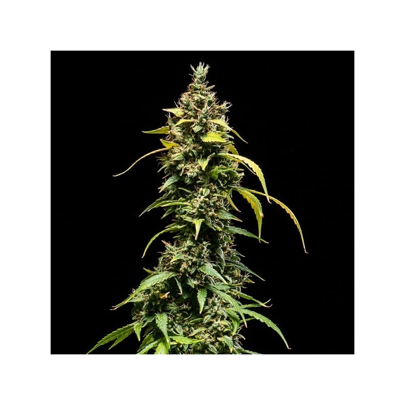 Sherbet Queen Auto semi cannabis Royal Queen Seeds