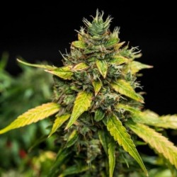 Sherbet Queen Auto semi cannabis Royal Queen Seeds