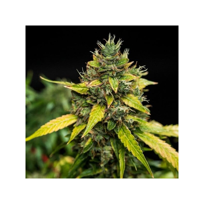 Sherbet Queen Auto semi cannabis Royal Queen Seeds