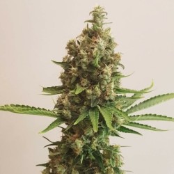 Shining Silver Haze semi cannabis Royal Queen Seeds