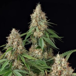 Shining Silver Haze semi cannabis Royal Queen Seeds