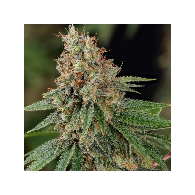 Shining Silver Haze semi cannabis Royal Queen Seeds